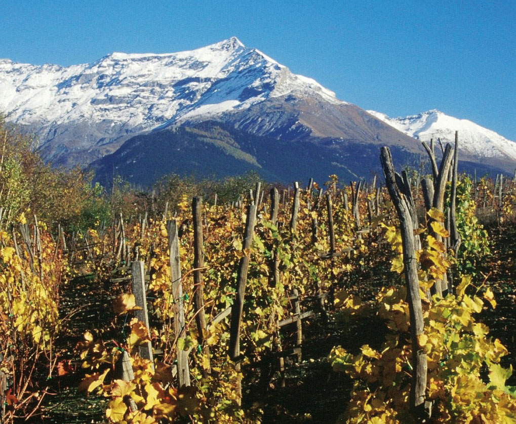 Vigneti a Chiomonte